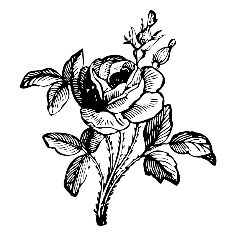 Rose Flower Illustration